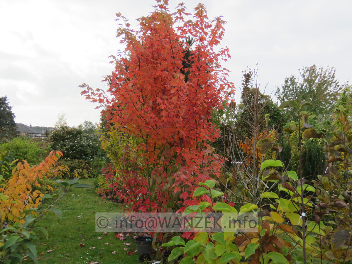 Acer rubrum Jeffersred Herbst 2015-10-21 002.JPG